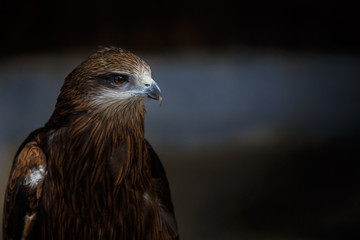 hawk