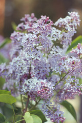 Summer light and flowers