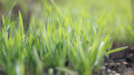 Summer light and flowers