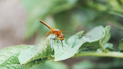 Summer light and flowers