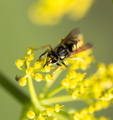 Wasp on yellow flower in nature