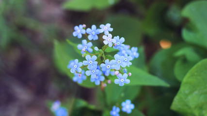 Summer light and flowers