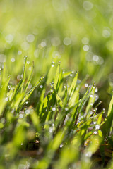 Green grass in the dew on the nature