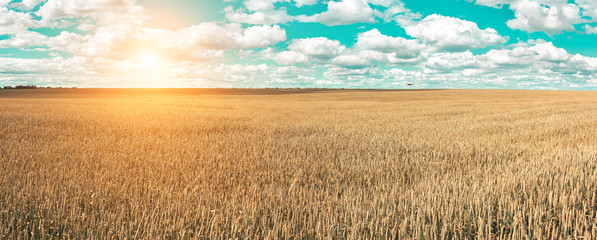 Wheat field and blue sky with picturesque clouds