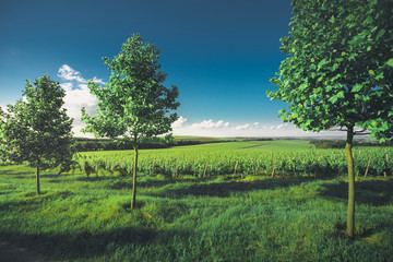 Obraz premium Row Of Trees And Vineyards Along The Road, Picturesque Rural Landscape