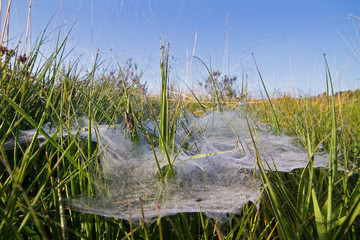 Dewy flat plate web of a Funnel-web spider, probably Agelena labyrinthica under a blue sky