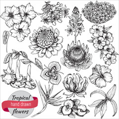 Vector collection of hand drawn tropical flowers and leaves