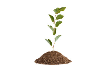 Photo of a plant growing on a hill of clay isolated on a white background