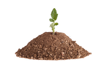 Photo of a  tomato plant growing on a hill of clay isolated on a white background