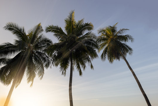 Coconut palm trees at sunset