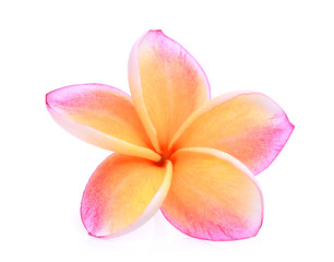 Fototapeta na wymiar orange frangipani or plumeria (tropical flowers) isolated on white background