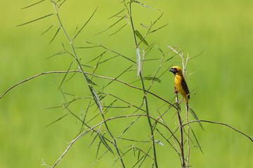 Baya Weaver Standing On The Branch Near Field, Nakhonsawan Province In Thailand.