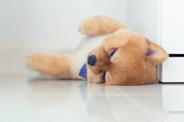 pomeranian puppy dog sleeping in home