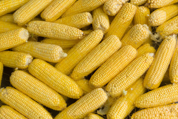 corn boil vegetarian food