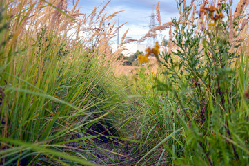 Fototapeta premium Overgrown path in high grass, evening August nature landscape expressing pensiveness and serenity of lonely stroll