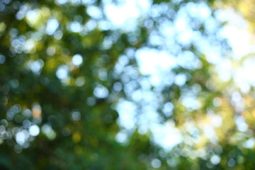 abstract sunlight through tree green lush nature, image blur light bokeh background