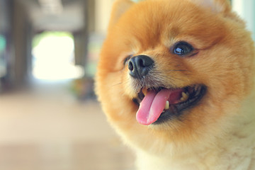 happy smile pomeranian small dog cute pet