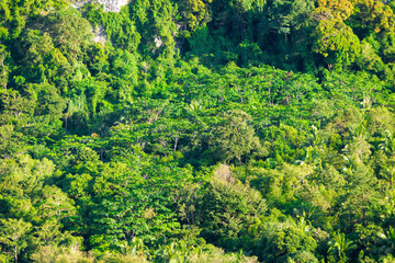 A view from above on a tropical forest that grows on a rocky rock