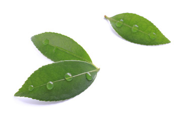 rainy fresh green leaf isolated