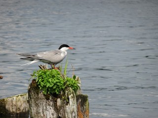 Bird (Arctic Tern) sitting on a stump