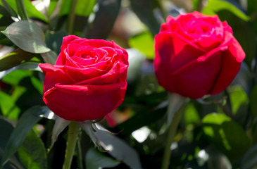 Red roses in a bouquet