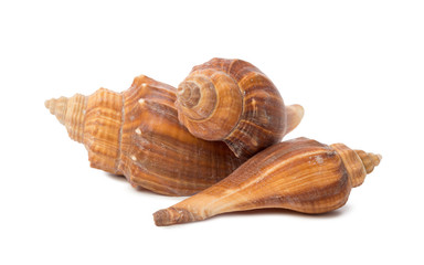 Seashell isolated on white background