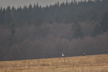 Cranes monitors and intimidates on his place. Nature habitat. European wildlife. Great and beautiful birds. Love and mating time.
