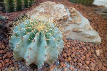 Naklejka na ściany i meble Cactus planted in a garden