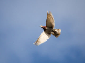 Dove flying against a blue sky with clouds