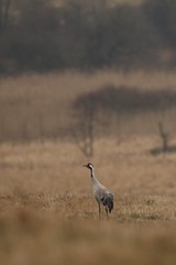 Cranes monitors and intimidates on his place. Nature habitat. European wildlife. Great and beautiful birds. Love and mating time.