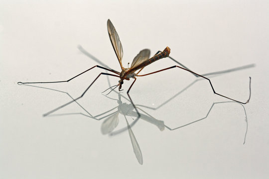 รูปภาพMoskito – เลือกดูภาพถ่ายสต็อก เวกเตอร์ และวิดีโอ2,809 | Adobe Stock