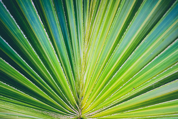 Obraz premium Palm Leaves Texture Background, close up
