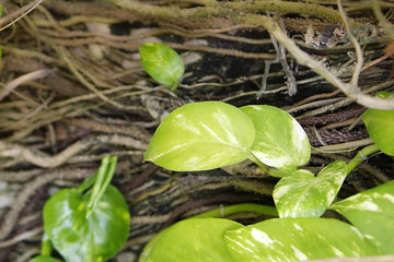 plant epipremnum scindapsus, close up
