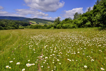Summer meadow with flowers © Jurek Adamski