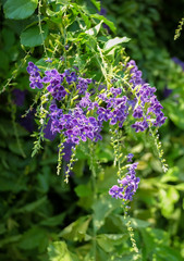 Duranta repens Sky flower