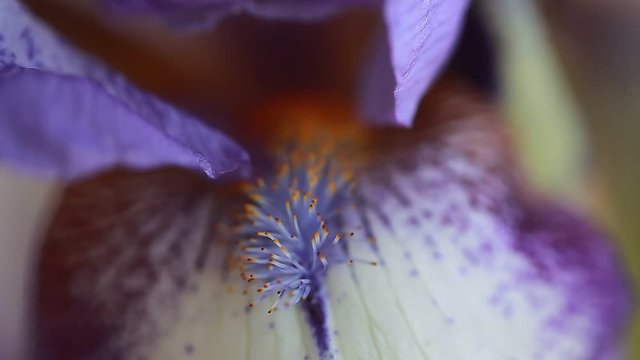 iris flower video
