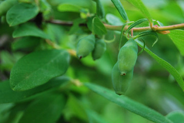 Honeysuckle, unripe green berries