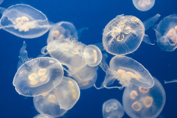 Large amount of jelly fish floating in water