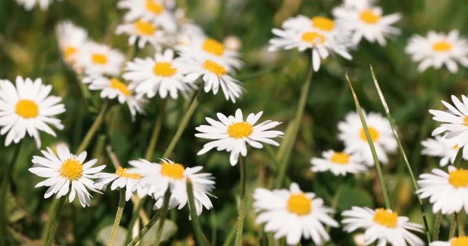 Small white daisy flowers in green grass with spring breeze, tranquil springtime countryside natural scene with shallow focus