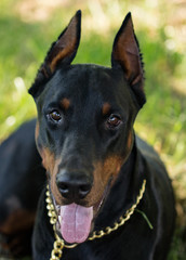 A portrait of a thoroughbred dog in nature