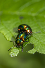 Protaetia - Beetle on the leaf.