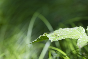 Tettigonia viridissima - A young grasshopper sitting on a leaf.