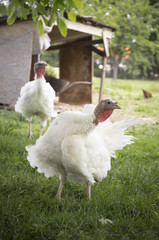 white turkey