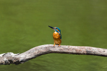 male common kingfisher (alcedo atthis) sitting on branch