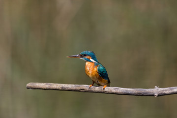female common kingfisher (alcedo atthis) sitting on branch