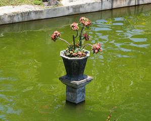 A small euphorbia milii plant with tiny pink flowers and green leaves in a ceramic flowerpot in the middle of an artificial pond