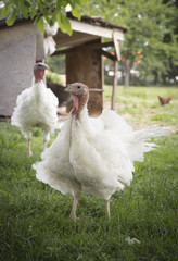 white turkey