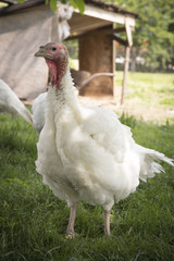 white turkey