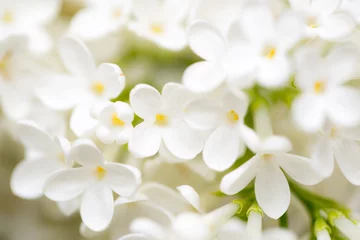 Deurstickers Bloemen White flowers of lilac on nature
