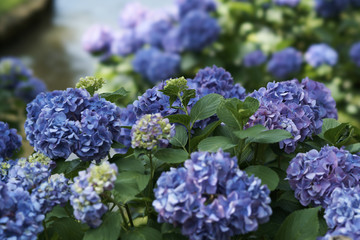 hydrangea